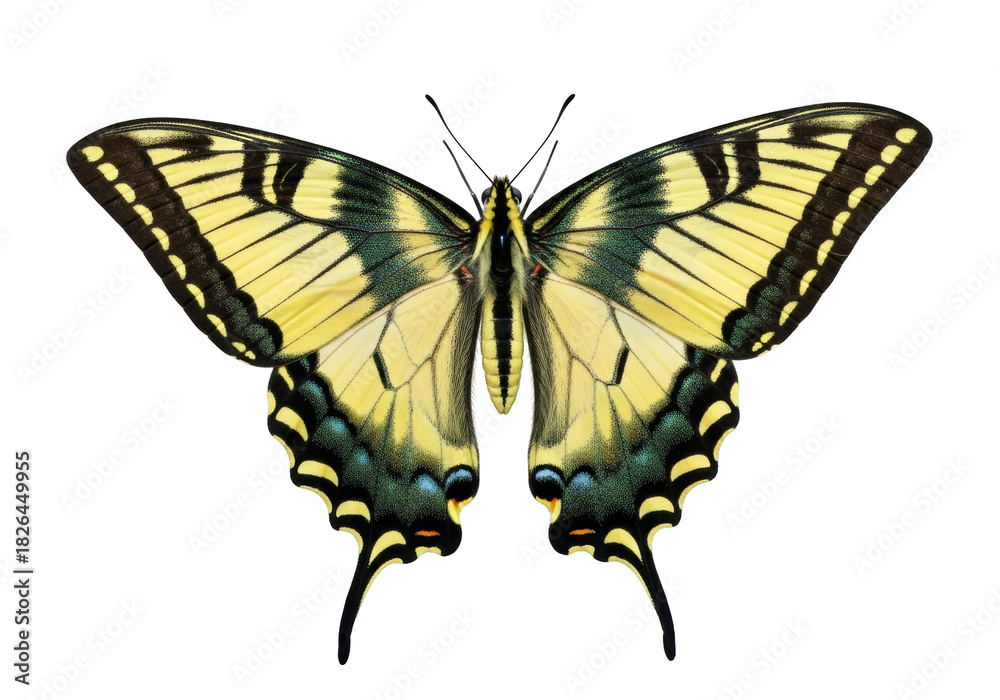 Obraz premium Isolated Eastern Tiger Swallowtail butterfly, Papilio glaucus, wing pattern detail specimen