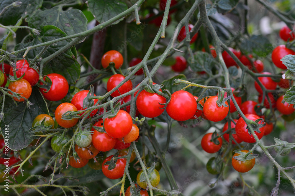 Fototapeta premium a close up of cherry tomato plant with ripe tomatoes