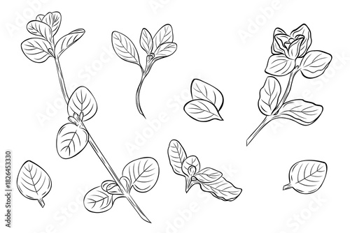 Set, clipart of monochrome botanical fragrant herb drawing of oregano plants and leaves. Graphic hand drawn ink black and white vector. Good for cooking, spa, medicinal tea, and garden, beauty