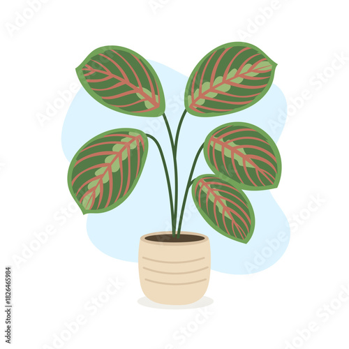 Vibrant indoor scene showcases patterned maranta leaves adding tropical texture and cozy aesthetic, maranta enhancing calming botanical mood, stylish greenery energy 