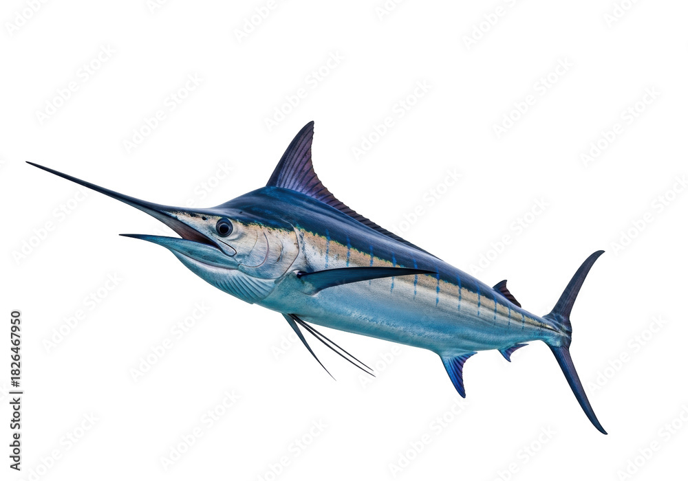 Fototapeta premium Isolated Marlin Fish with Pointed Bill, Blue and Silver Coloring, Ocean Animal, Marine Life