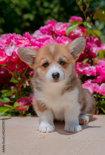 Cute Welsh Corgi puppy in summer walking near a bush with roses