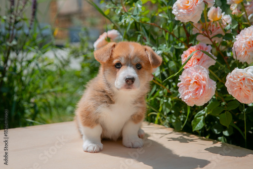 Cute Welsh Corgi puppy in summer walking near a bush with roses