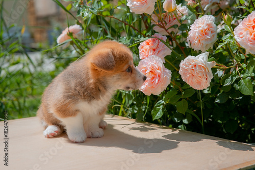 Cute Welsh Corgi puppy in summer walking near a bush with roses