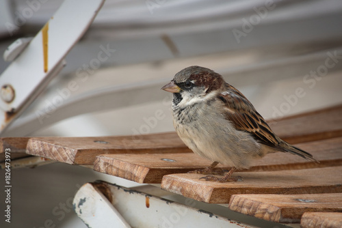 Ein männlicher Haussperling (Passer domesticus) sitzt auf der Kante eines Holzstuhls in Nahansicht