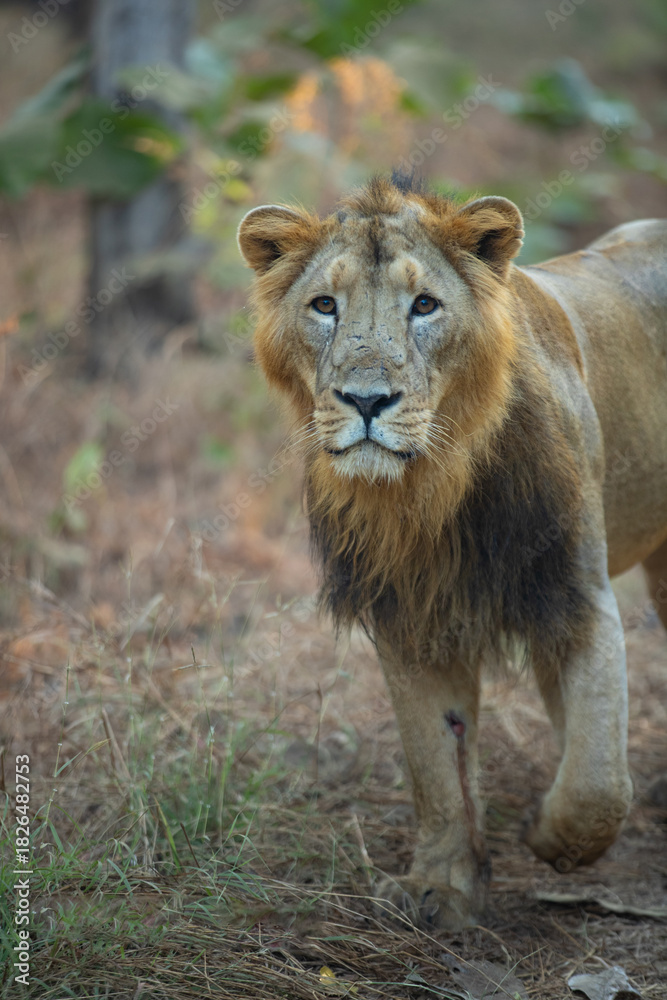 Obraz premium portrait of a lion