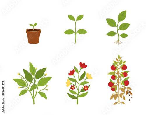 Plant life cycle showing tomato growth stages