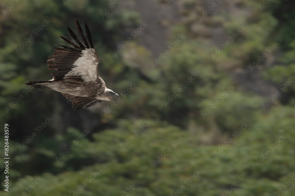 Naklejka premium eagle in flight