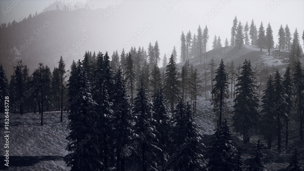 Obraz premium Majestic pine trees stand tall in a snowy forest as dawn breaks, casting a soft glow over the landscape. Silence fills the air, creating a peaceful winter scene filled with beauty.
