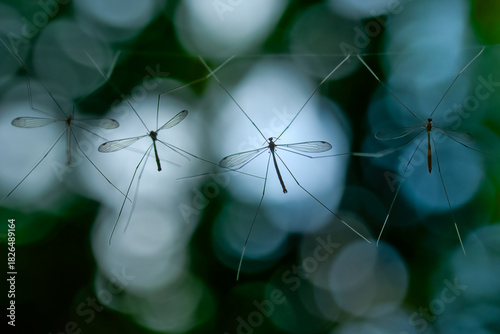 Beautiful crane fly hang on the web with bokeh background