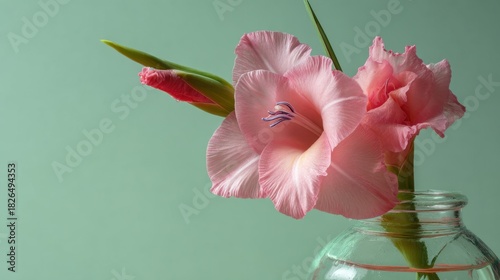 Pink gladiolus flowers in a vase