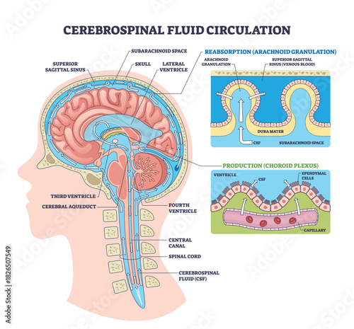 Cerebrospinal fluid circulation visualizes CSF production, flow, and absorption through ventricles, choroid plexus, and arachnoid granulations in a sagittal brain cutaway. Outline diagram