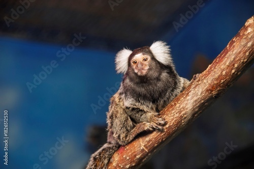 Common marmoset perched on a branch, showing white ear tufts and expressive face against soft blue background.