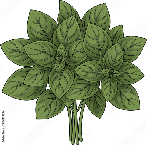 Create a Fresh Green Basil Leaves Bunch vector art with white background..