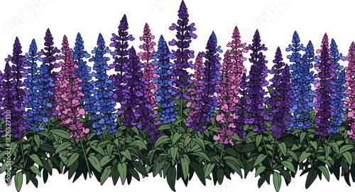 Create a Front view salvia flowers bush border vector art with white background..
