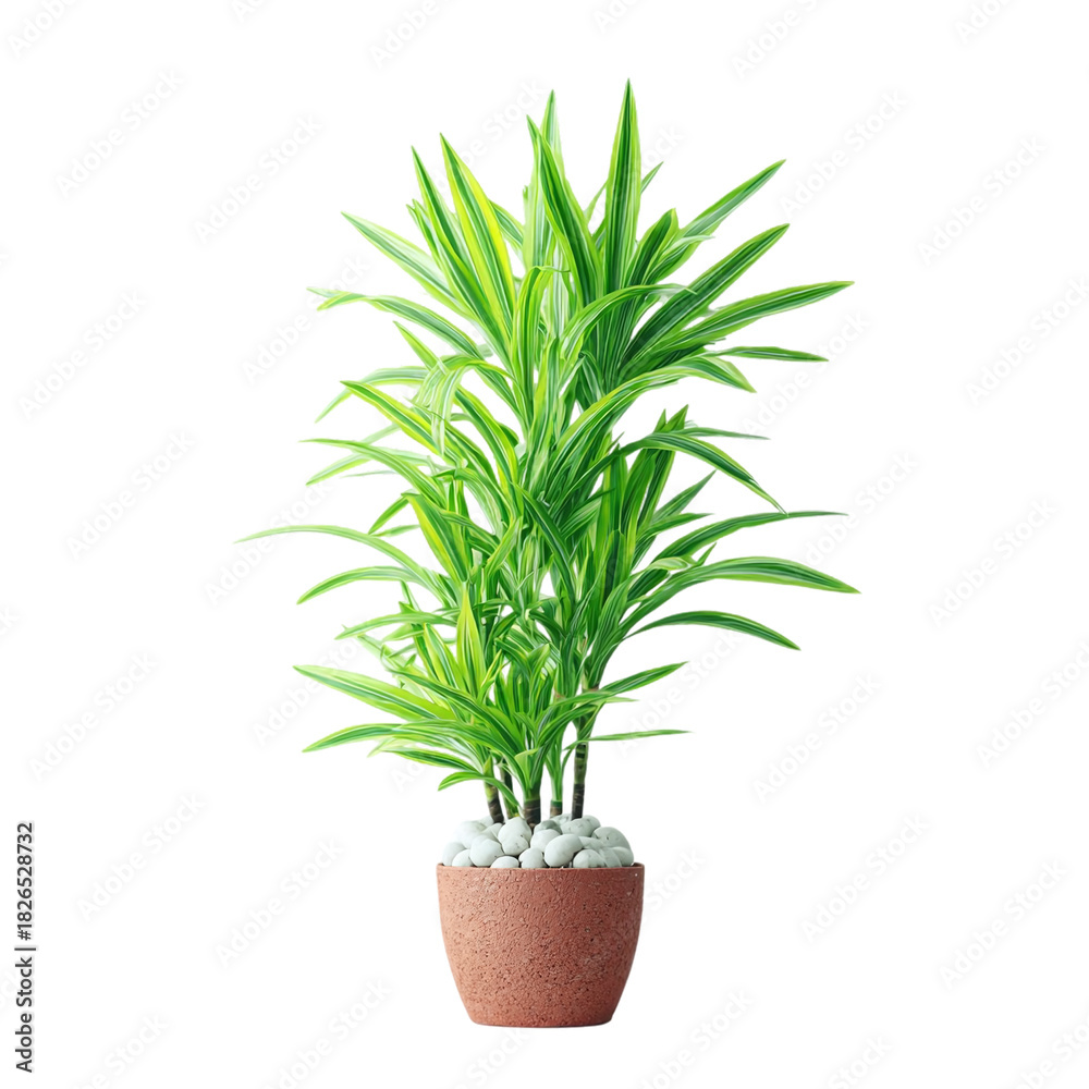 Fototapeta premium Bring a touch of nature indoors with this elegant Dracaena plant in a terracotta pot, perfect for adding a fresh, vibrant accent to any modern home or office space today