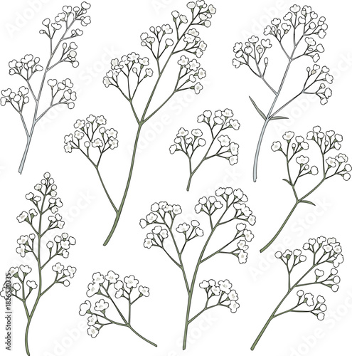 Create a kinds o f deferent Twig of gypsophila flowers vector art with white background..