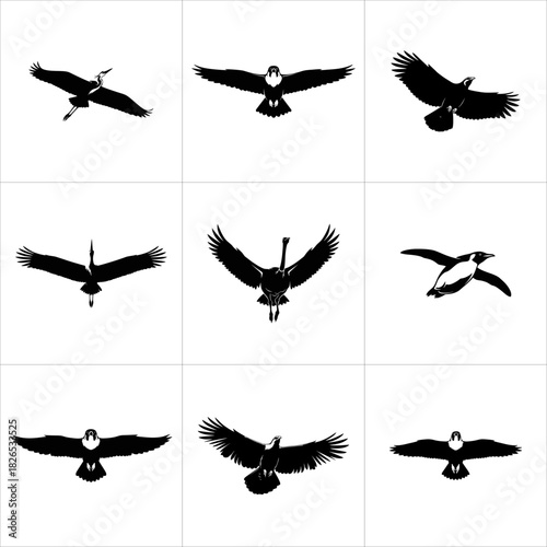 Collection of various birds in flight silhouettes isolated on white background