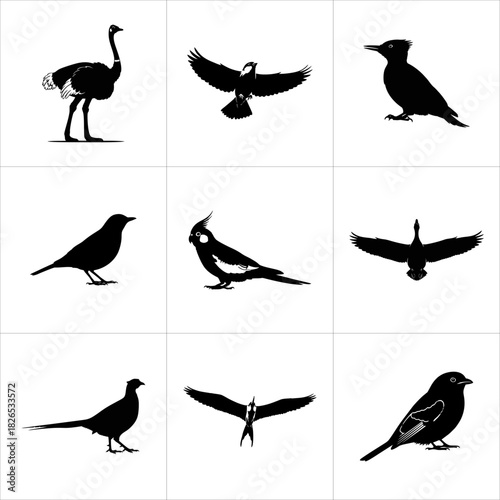 Collection of various bird silhouettes isolated on white background