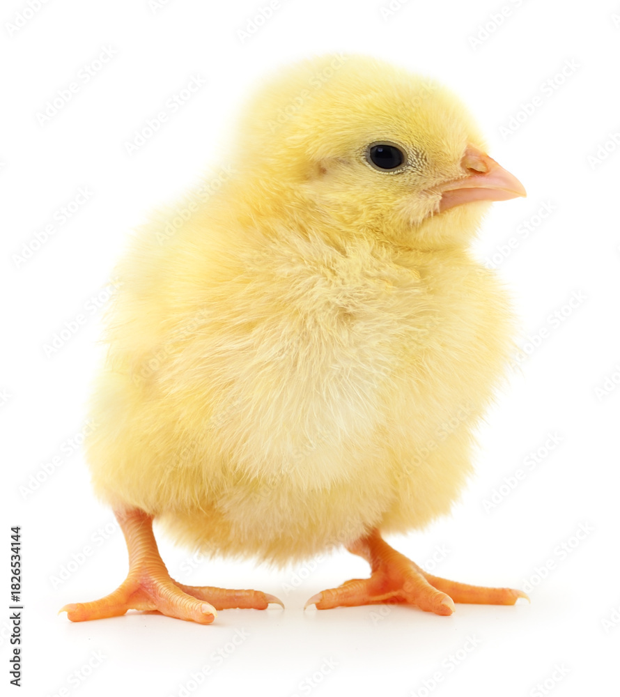Fototapeta premium Yellow broiler chick isolated on white close-up