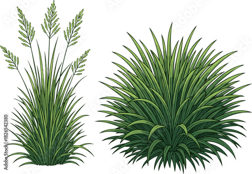 Create a kinds of deferent Two grass shurbs vector art with white background..