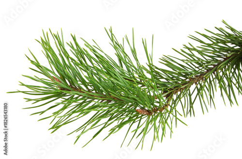 Fir twig of Christmas tree ...