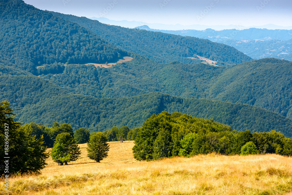 Fototapeta premium beautiful mountain landscape with beech trees on rolling hills. wonderful view of alpine countryside scenery of transcarpathia on a sunny day. natural background for outdoor adventure in ukraine