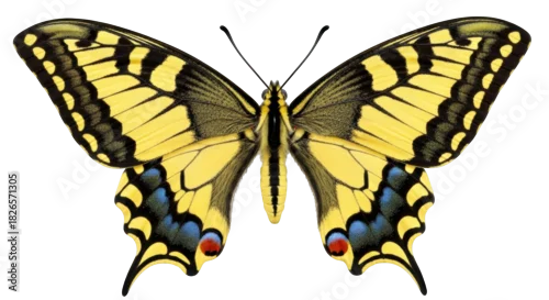 Fototapeta Isolated yellow swallowtail butterfly, Papilio machaon, detailed, full open wings view