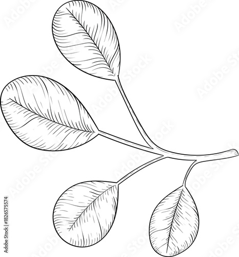 Black and white ink style vector illstration of gardening tools and supplies. Spring mood engraving for packaging, cards and decorative purposes
