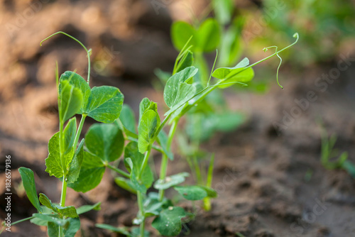 Fresh organic pea seedling on farm.