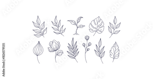 Elegant botanical line art featuring leaves branches sprouts and flower buds with natural curves and thin strokes