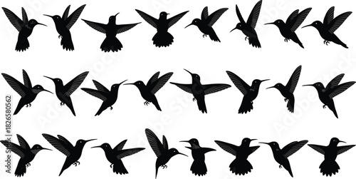Hummingbird silhouette set, flying and hovering bird poses, black vector icons, tropical wildlife illustrations, motion wing design bundle