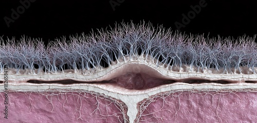 Sharp depiction of spinal meninges dura mater, arachnoid mater, pia mater