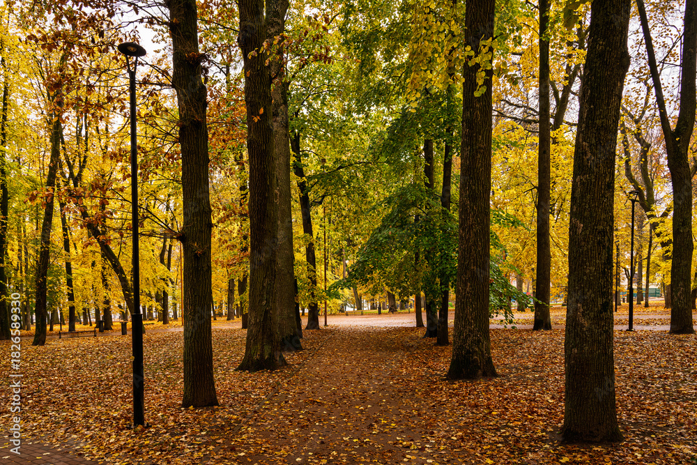 Naklejka premium Beautiful autumn park with colorful fallen leaves covering the ground, featuring tall trees and classic fountain, for nature background. Golden autumn.