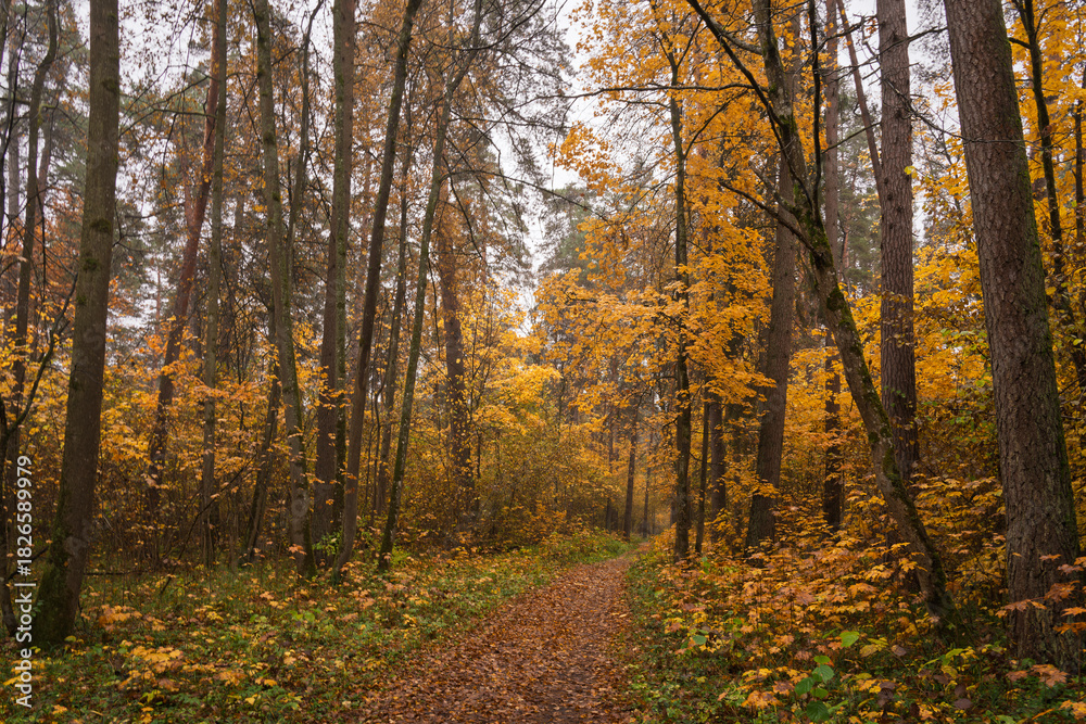 Obraz premium Forest path in autumn through tall pines and maple trees with golden yellow foliage. Natural beauty and tranquility perfect for background image and travel concept. Golden autumn.