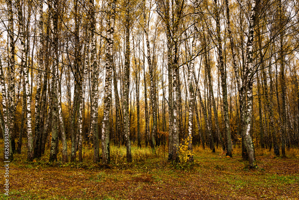 Fototapeta premium Autumn forest with tall birch tree trunks and fallen yellow leaves on the ground. Natural seasonal scenery, nature background.