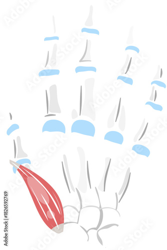 Abductor Pollicis Brevis Muscle