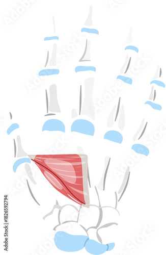 Adductor Pollicis Muscle