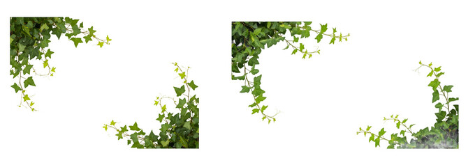 Darkness and light play on lush green ivy vines cascading down a dark background creating a natural organic frame for creative design