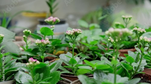Kalanchoe. Take care of flowers. Concept of transplanting and growing flowers. Indoor flower growing concept. Close-up in 4K, UHD