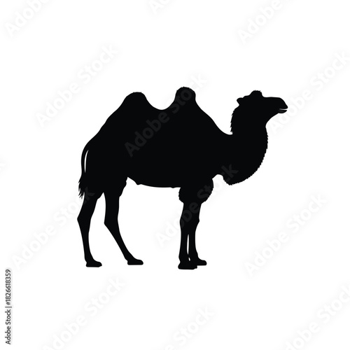 Silhouette of a dromedary camel