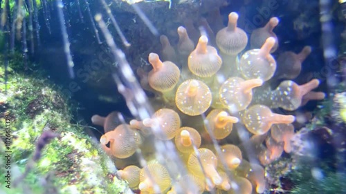 Close-up of Underwater Coral Polyps in Natural Habitat
