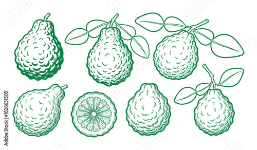 Bergamot fruit set hand drawn sketch illustration, whole and cut bergamot with leaves on branches