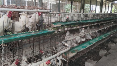 Battery cages filled with white chickens some with red heads in a multitiered indoor farm setting
