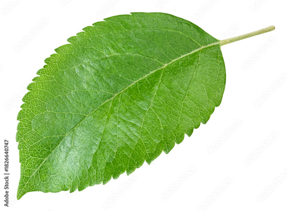 Obraz premium Apple leaves isolated on transparent background. One Leaf Apple PNG