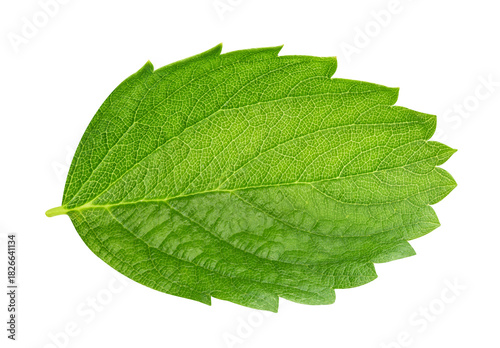 Strawberry leaf isolated on transparent background. Leaves Strawberry PNG