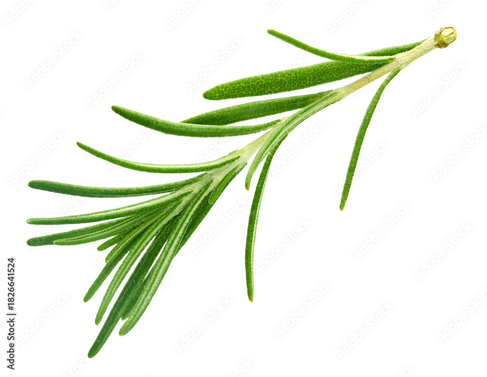 Fototapeta premium Rosemary isolated on transparent background. Fresh green rosemary. Rosemary full macro. No AI