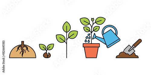 Plant growing process from seed to mature seedling