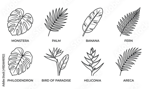 Set of eight hand drawn tropical leaf monstera palm banana fern philodendron bird of paradise heliconia areca isolated on white background