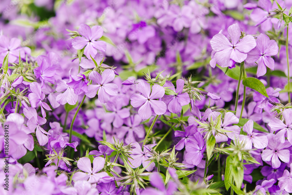 Obraz premium Beautiful purple flowers in full bloom, vibrant floral background ideal for spring, garden, and nature themes.